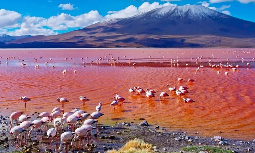 Flamingos at Lake Natron