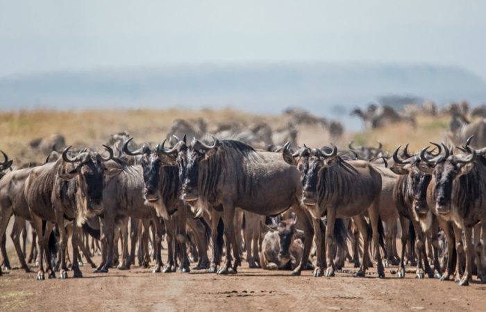 5-days-migration-safari