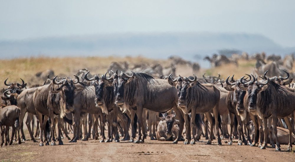 5-days-migration-safari