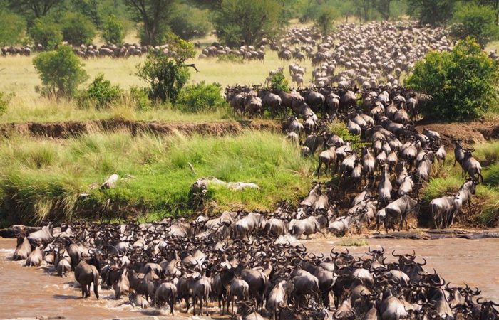 6-days-migration-safari