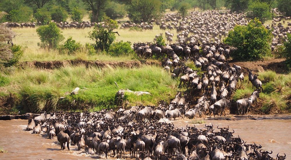 6-days-migration-safari