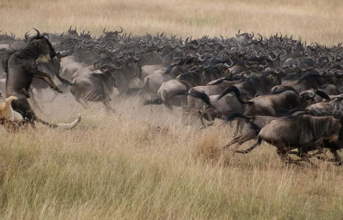 7-days-migration-safari