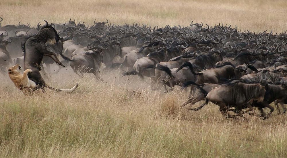 7-days-migration-safari