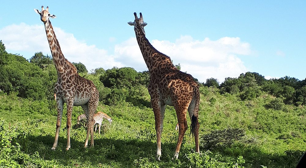 arusha-national-park-day-trip