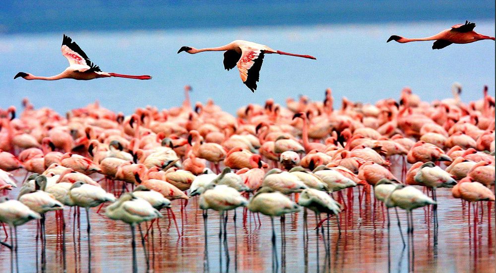 lake-manyara