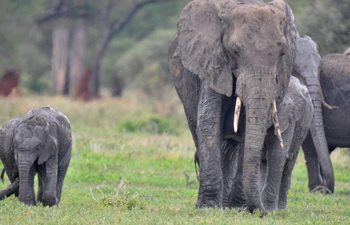 tarangire-park