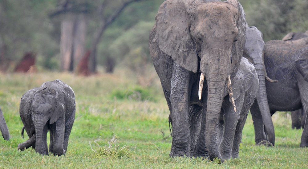 tarangire-park